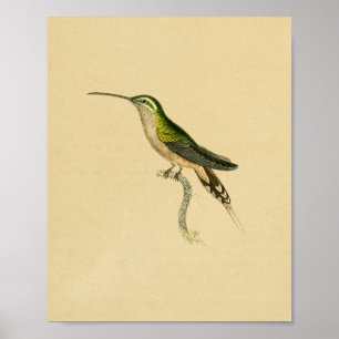 Preto 1830 do verde do impressão do colibri do