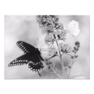 Preto & a uma fotografia branca da borboleta