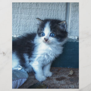 Preto + Gatinho Branco