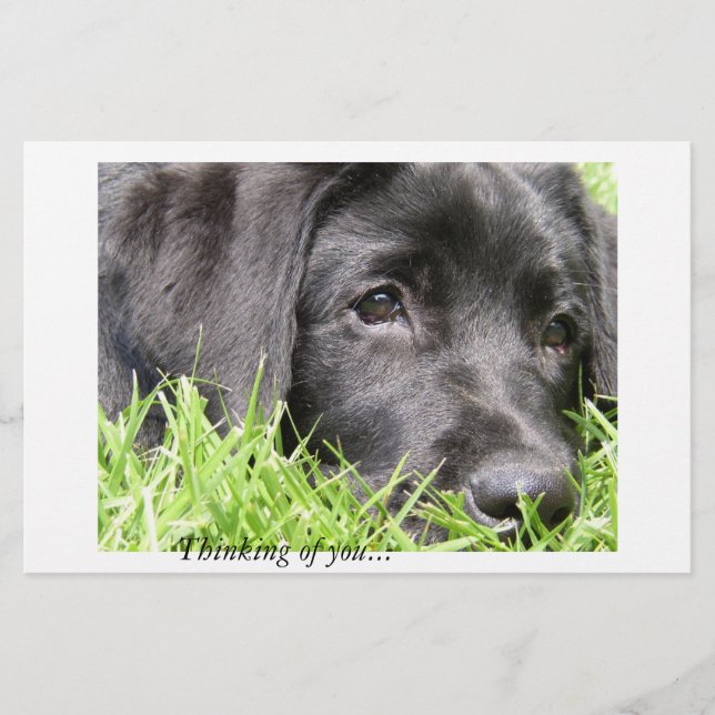 Preto laboratório pensando em você (Frente)