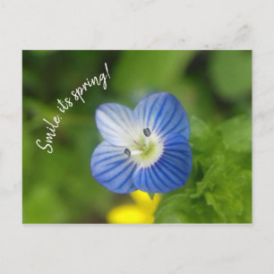 primavera azul - cartão postal