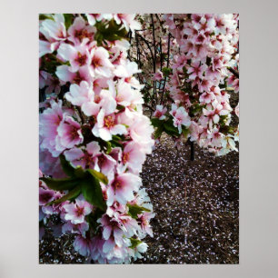 PRIMAVERA BEAUTY JAPONÊS MAGNOLIA poster