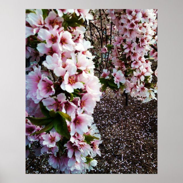 PRIMAVERA BEAUTY JAPONÊS MAGNOLIA poster (Frente)
