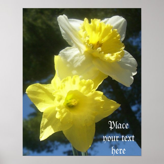 Primavera belos daffodils personalizáveis poster (Frente)