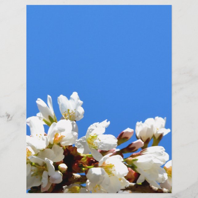 Primavera Blossomo (Frente)