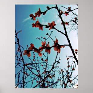 Primavera Blossomo Poster