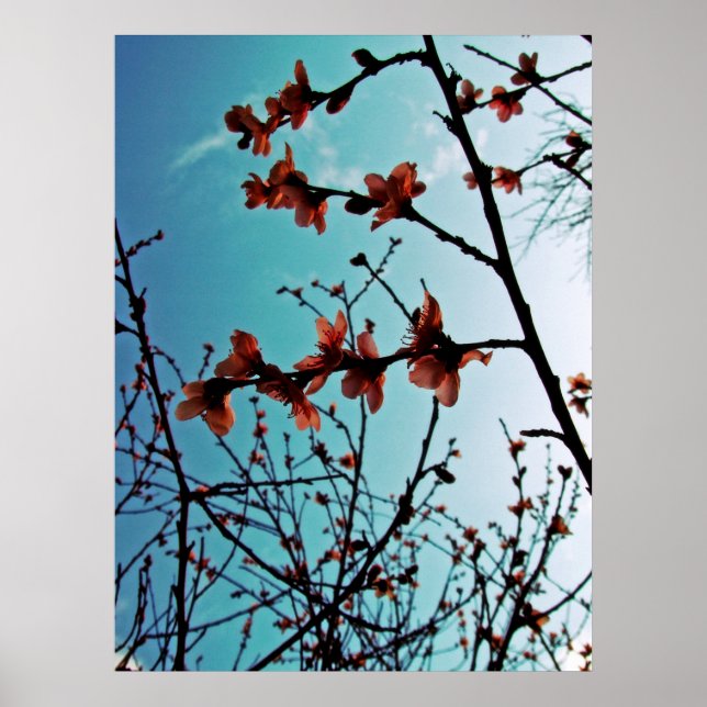 Primavera Blossomo Poster (Frente)