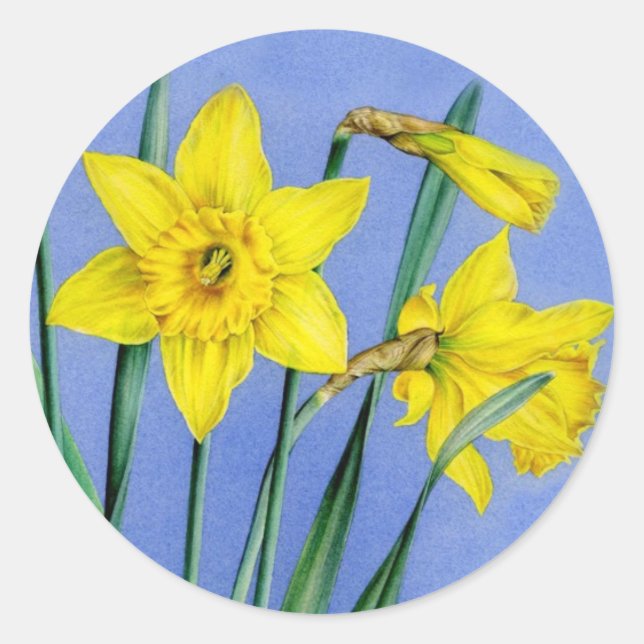 Primavera daffodil amarelo de arte pintada adesivo (Frente)