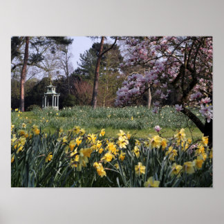 PRIMAVERA DAFFODIL GARDEN POSTER