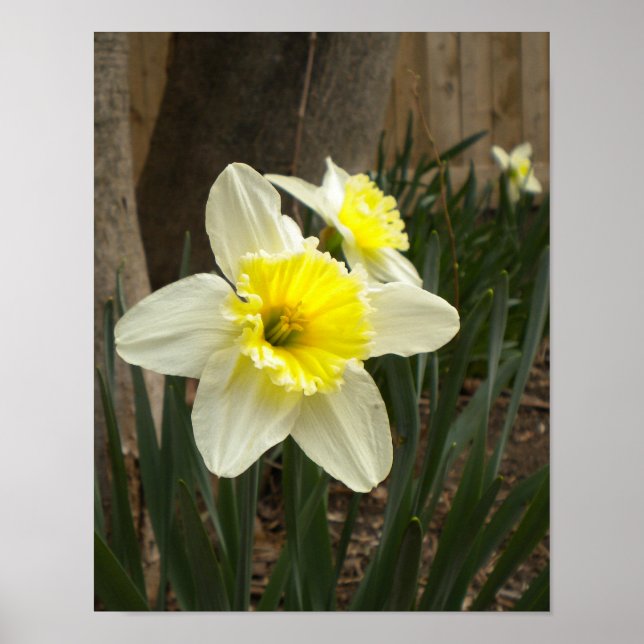 Primavera Daffodils Poster (Frente)