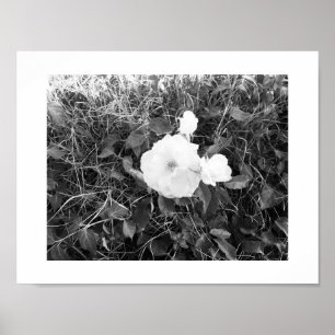 Primavera de Flor de Poster de Sangue Solo - Preto