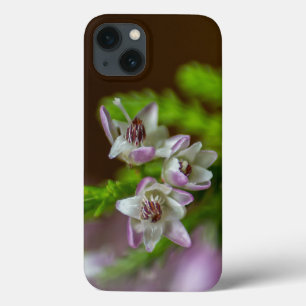 Primavera de Heather flor verde florescente branco