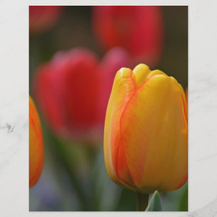 Primavera em cores