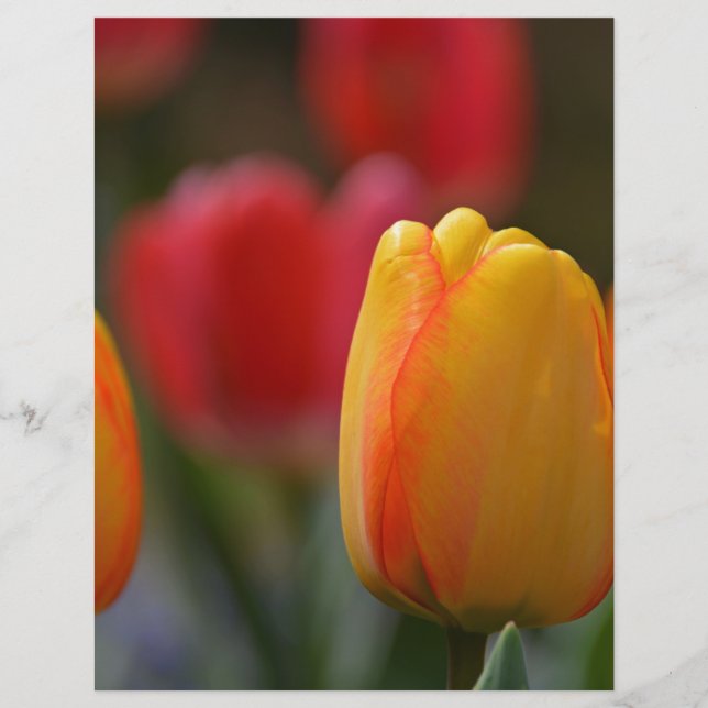Primavera em cores (Frente)