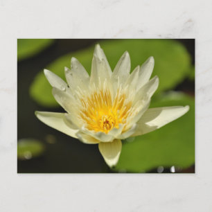Primavera flor - cartões postais