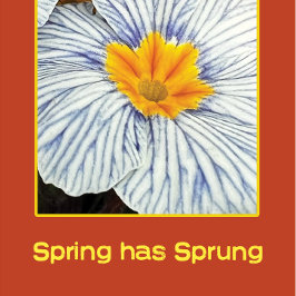 Primavera floral flores coloridas