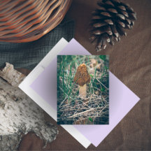 Primavera Morel Mushroom