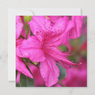 Primavera muito bonita, flor rosa de azálea de ver