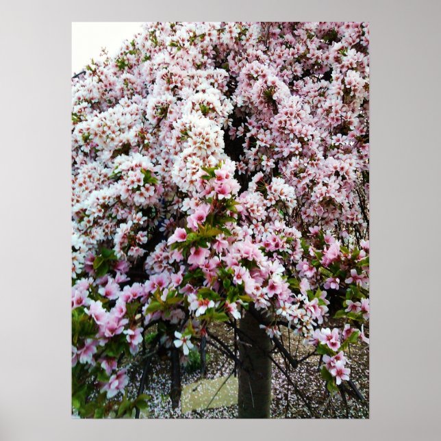 Primavera PINK Magnolia Japonesa poster (Frente)