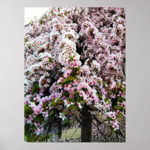 PRIMAVERA PINK poster de Magnolia Japonesa