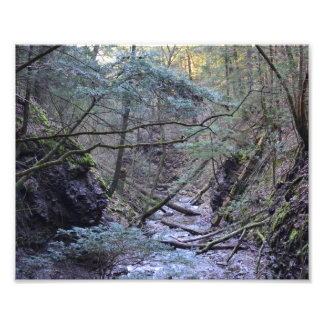 Primavera precoce na floresta. Impressão de fotos
