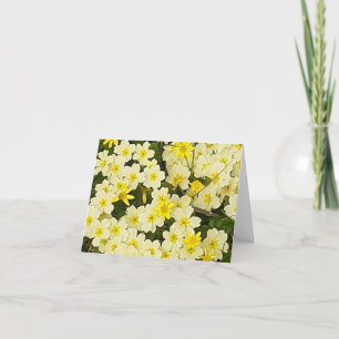 Primavera Primroses - Cartão de Saudação