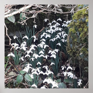 Primavera Snowdros Poster