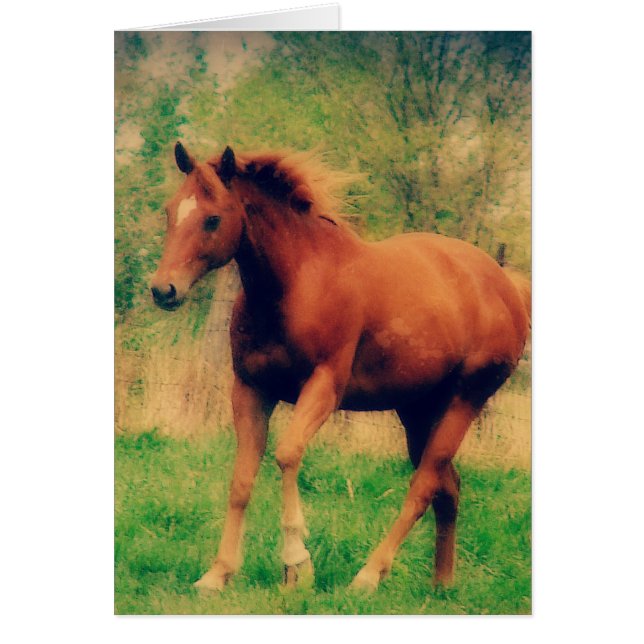 Primavera Sorrel Todas as Ocasiões Cartão de Sauda (Frente)