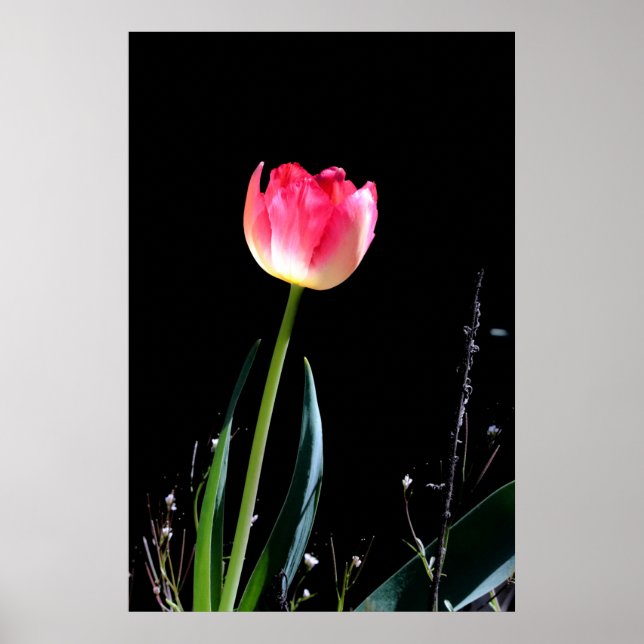 Primavera tulip poster (Frente)