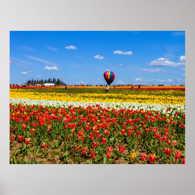 Primavera Tulips Poster (Frente)