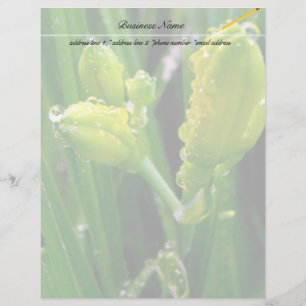 primavera verde-lírios