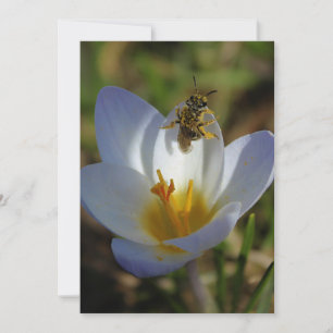 Primeiros sinais de Primavera