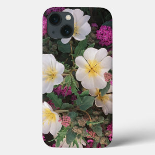 Primrose do Deserto e Verbena da Areia do Deserto,