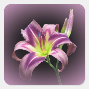 Procura de Starman - Adesivo Quadrado Diurno