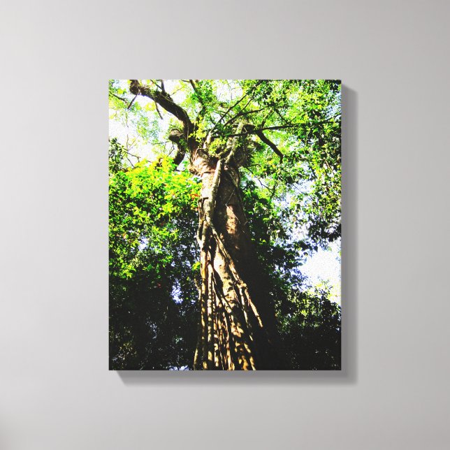 Procurando grande árvore na floresta - Canvas (Frente)