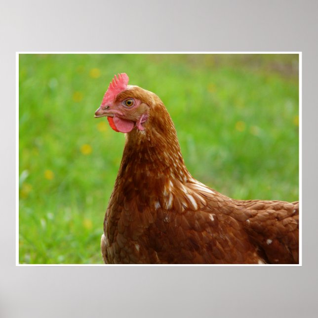 Production Red Chicken Poster Trimmed Beak (Frente)