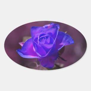 Profundamente - etiqueta do rosa do roxo