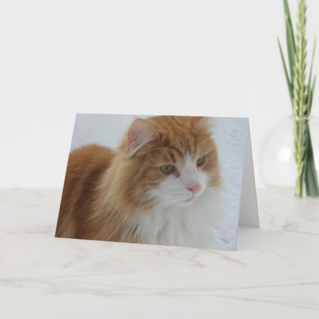 Programa Gato_da_Floresta_Norueguesa (Frente)