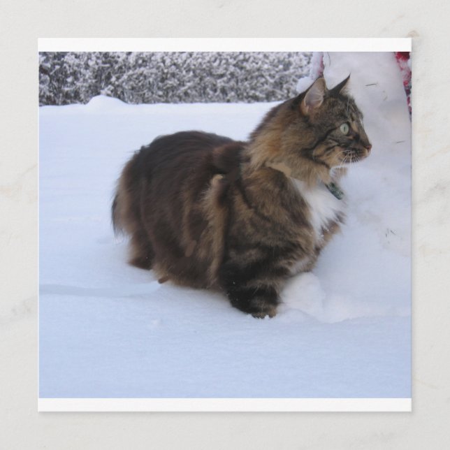 Programa gato floresta norueguesa na neve (Frente)