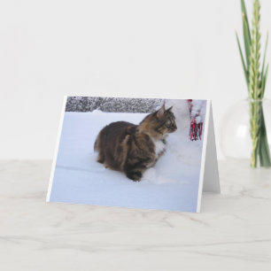 Programa gato floresta norueguesa na neve