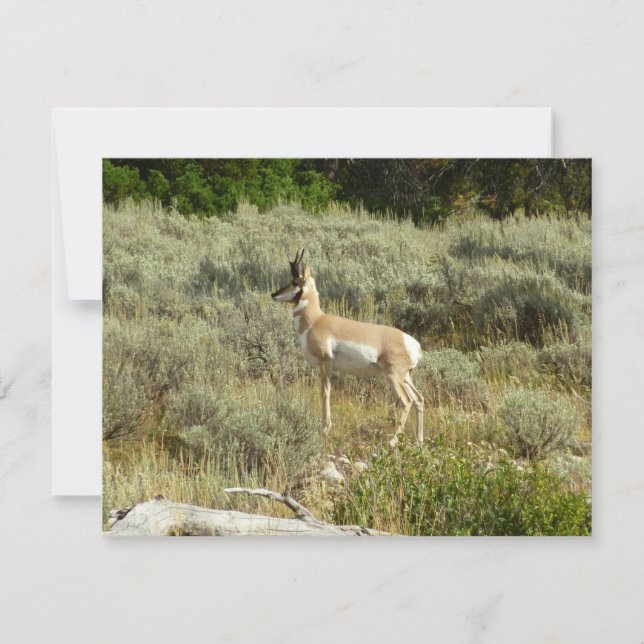 Pronghorn no Grand Teton National Park (Frente)