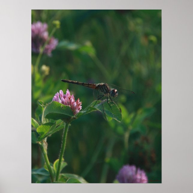 Pronto para Voar - Dragonfly Poster (Frente)