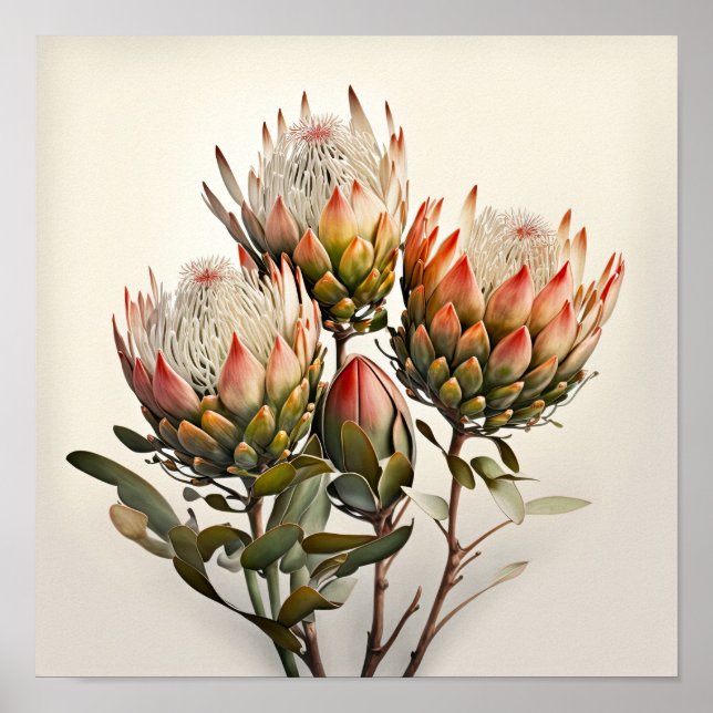 Protea Sugarbushes Impressão (Frente)