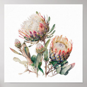 Protea Sugerbushes Flower Art Impressão