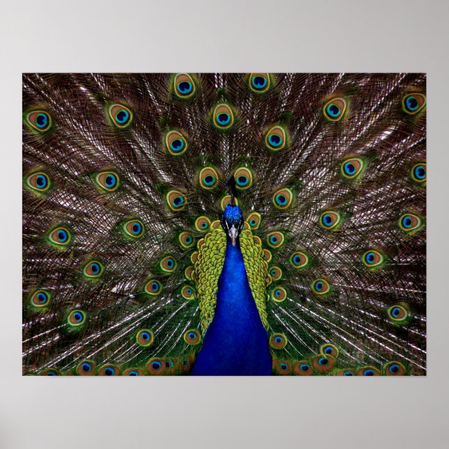 Proud Peacock poster (Frente)
