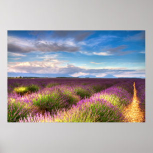 Provence - a lavanda coloca o poster