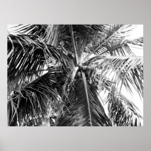Puerto Rico Palm Poster