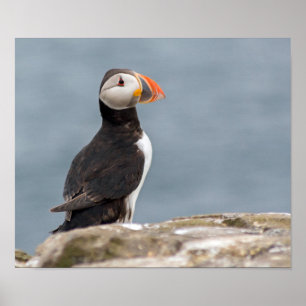 Puffin Fotografia Poster
