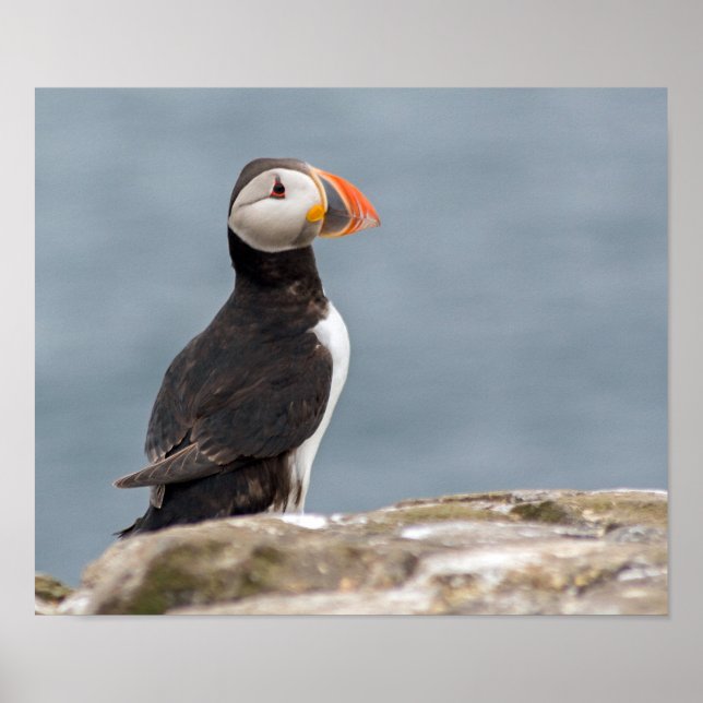 Puffin Fotografia Poster (Frente)