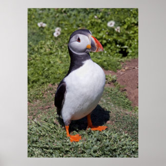Puffin Impressão